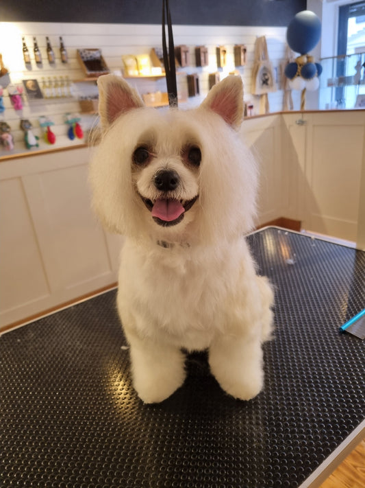 Why the First Groom Isn’t Always “Perfect” - setting expectations for new clients.
