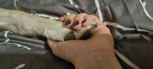 Cutting Dog's Nails - Everything You Need to Know