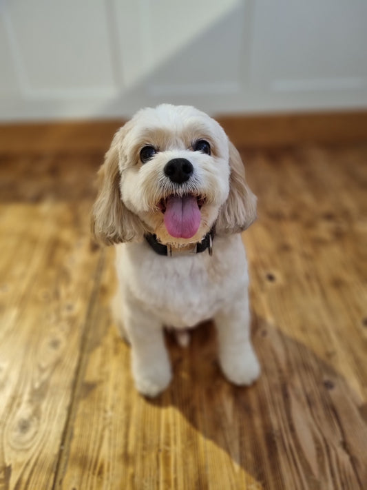 Understanding Dog Coat Types