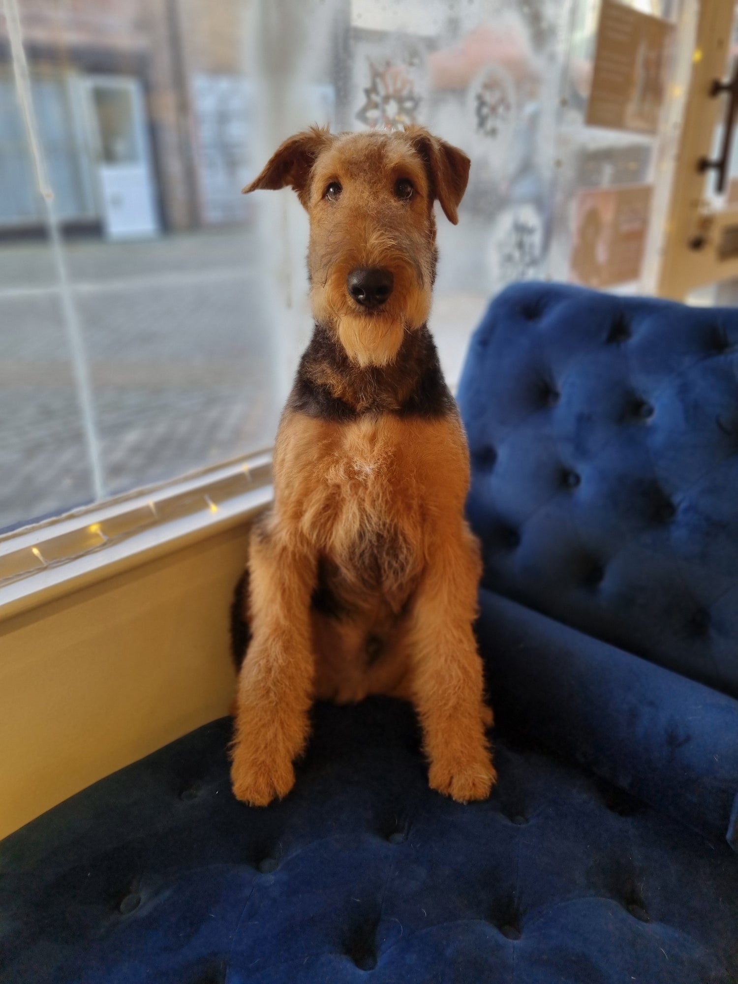 Airedale terrier sitting on a navy chair in front of a window