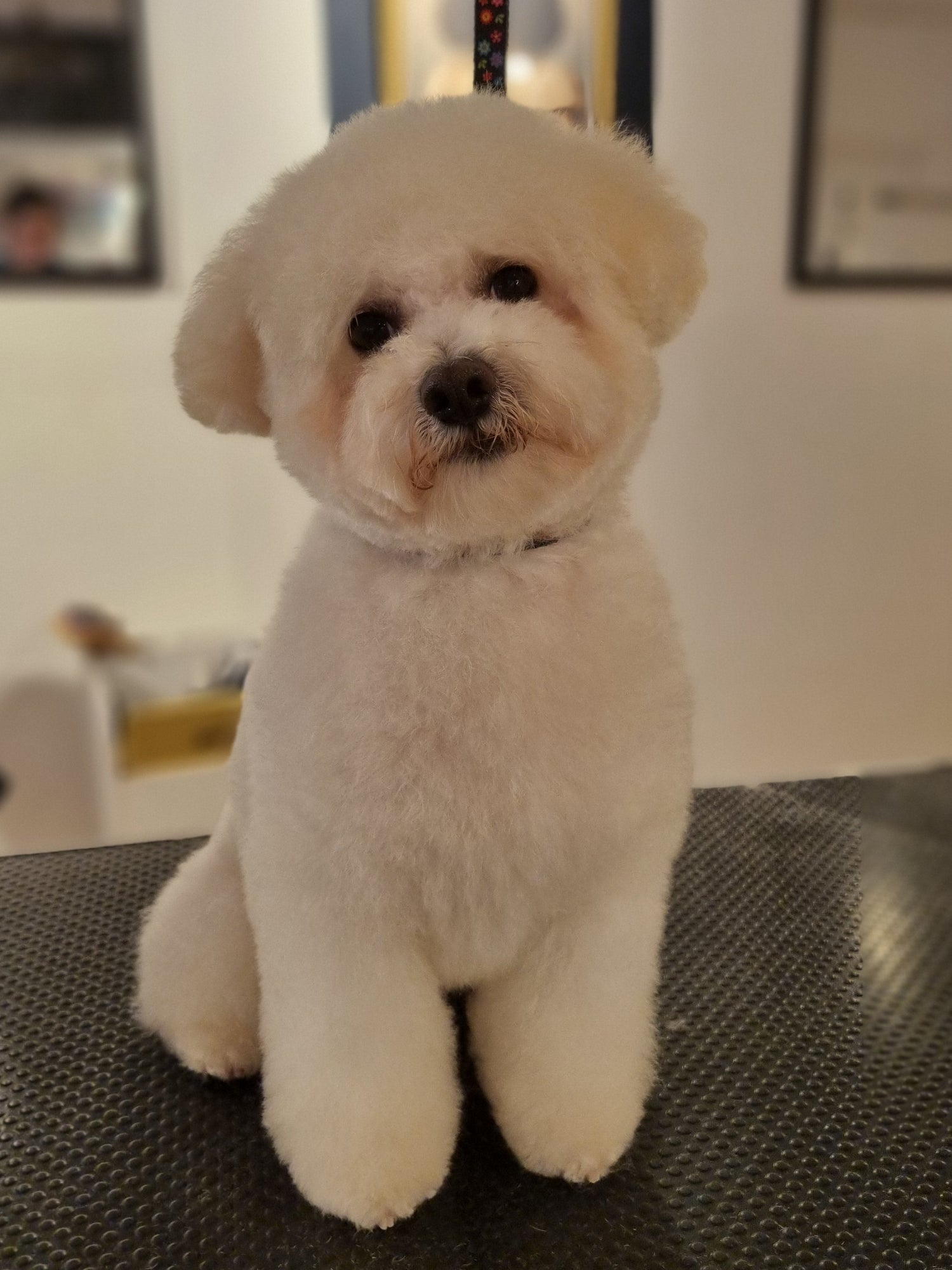 Small white dog sitting on a grooming table with a blurred background