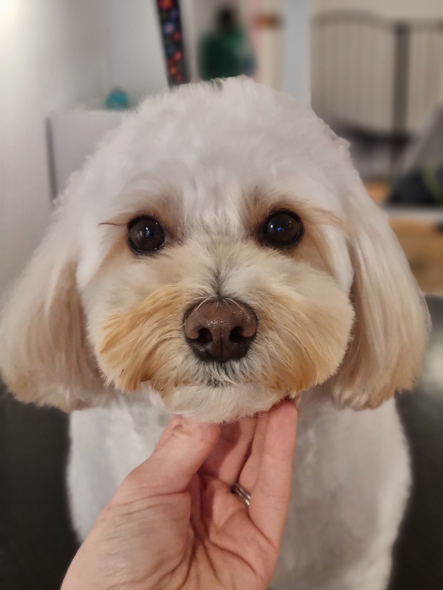 Small dog with a beautiful haircut being petted by a hand in a grooming setting.