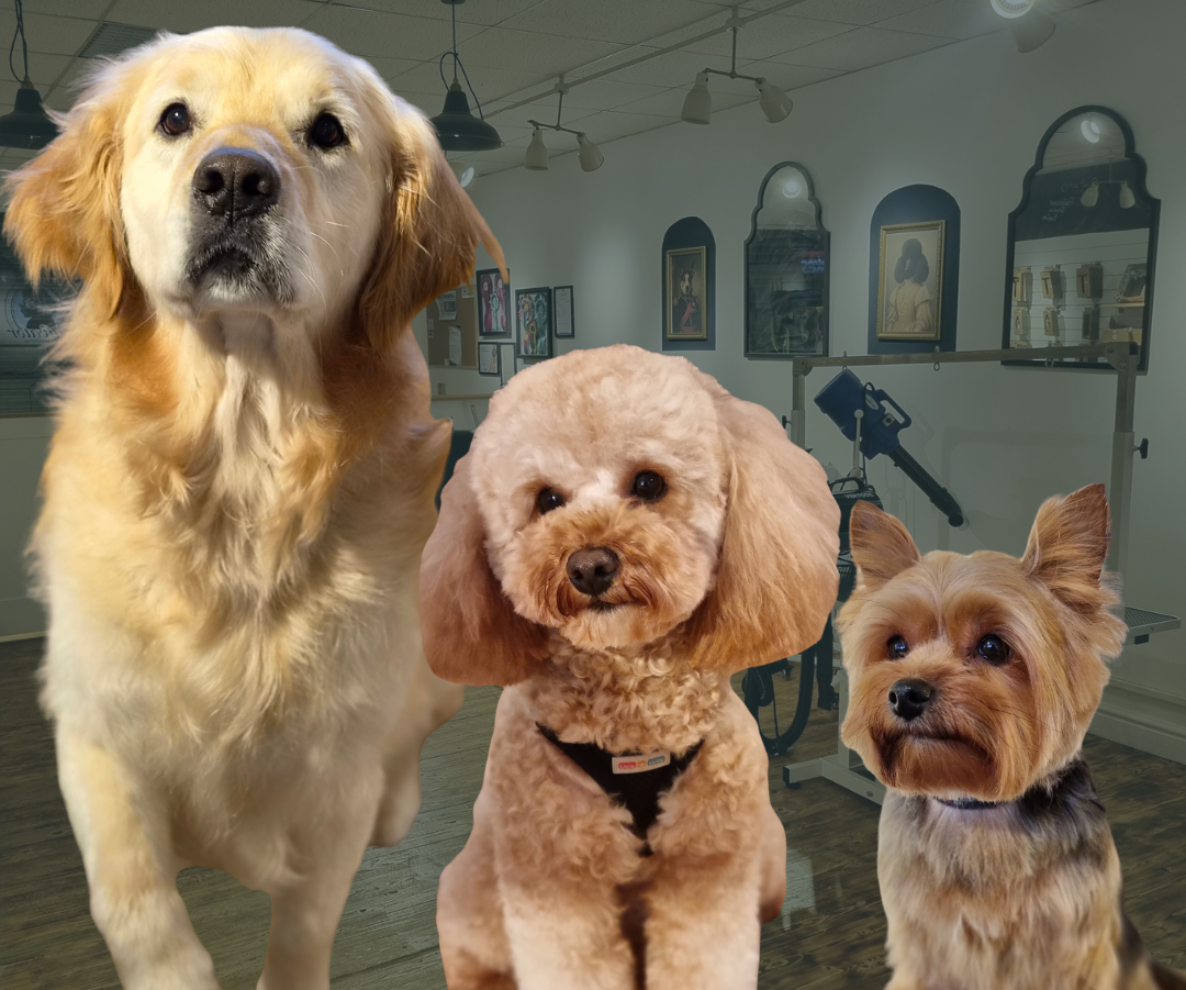 Three dogs of different breeds standing together in a room with decor.