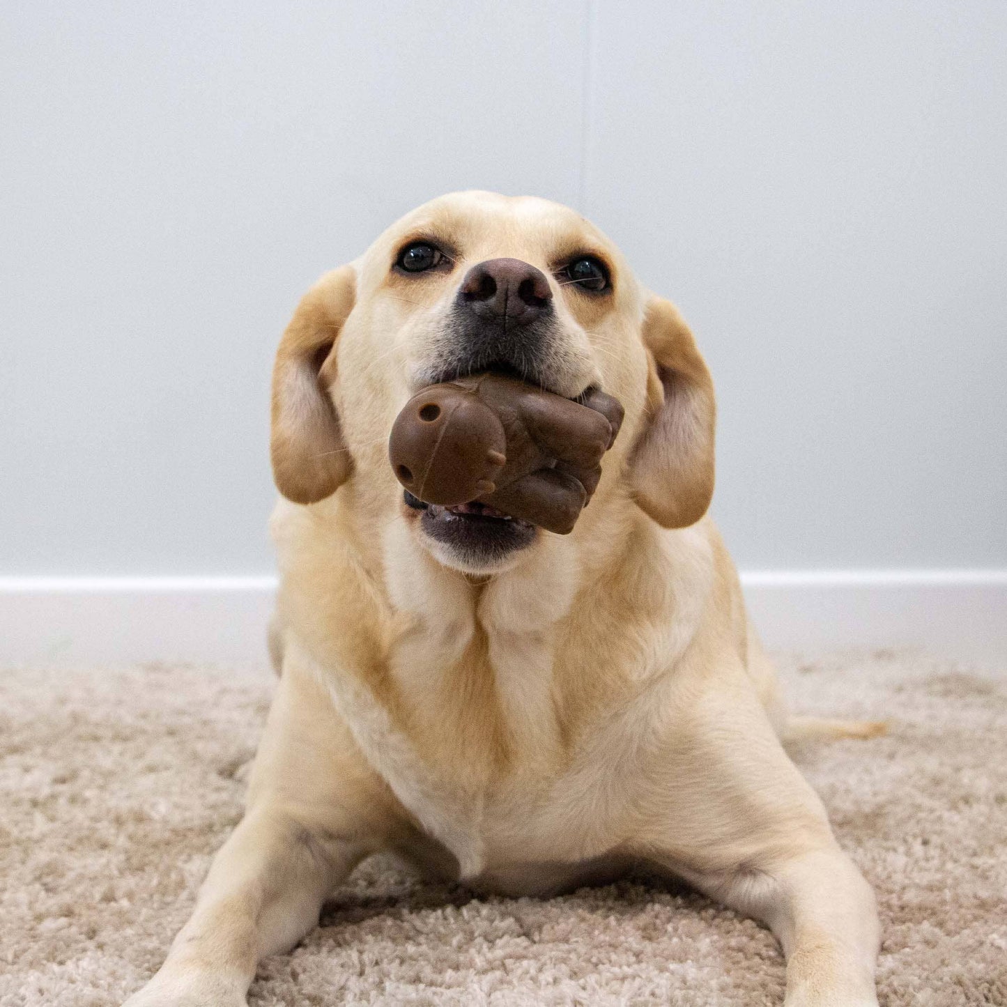 Dog Toy Tough Natural Rubber & Recycled Coffee Grounds Hippo